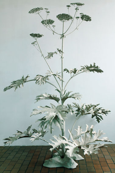 intruderheracleum